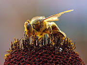 abeillepollen